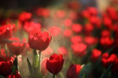 Tulips in close up with water drop